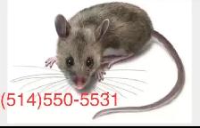 Extermination - souris et Rats