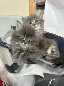 chatons de 2 mois