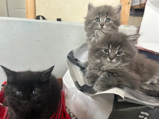 chatons de 2 mois - Photo 2