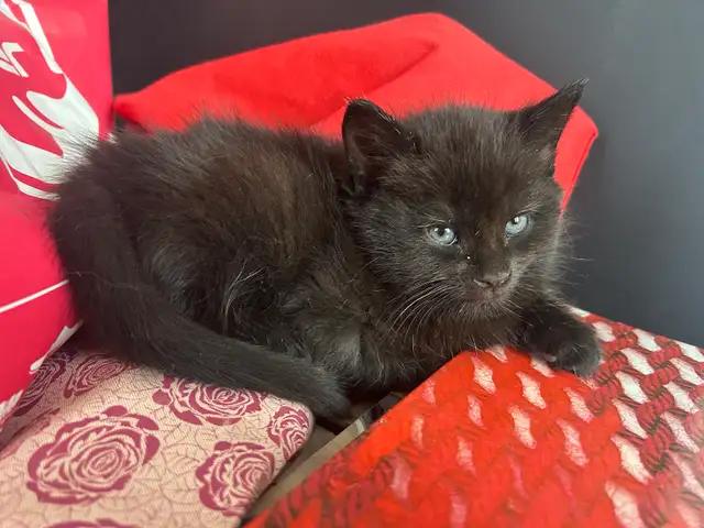 chatons de 2 mois - Photo 3