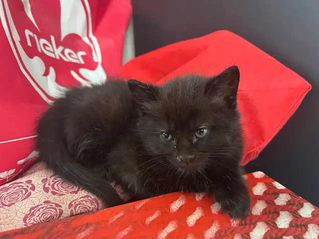chatons de 2 mois - Photo 4