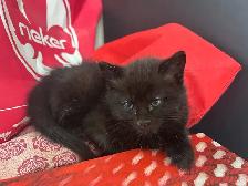chatons de 2 mois - Photo 4