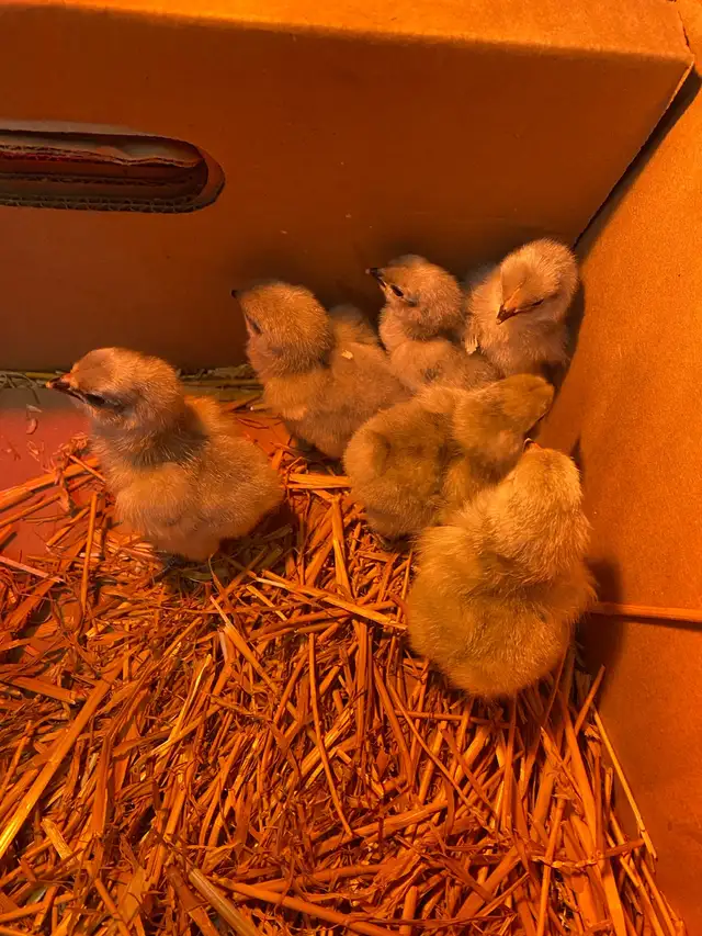 lavender Orpington chicks
