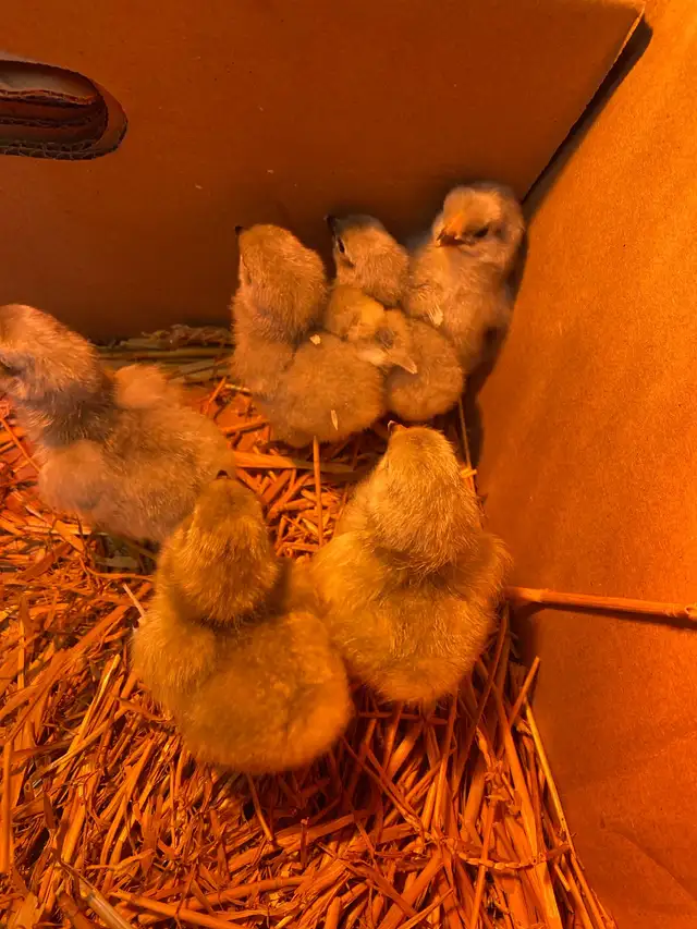 lavender Orpington chicks - Photo 2