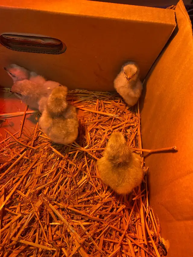 lavender Orpington chicks - Photo 3