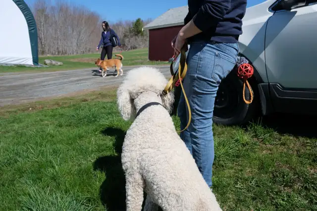 Fully Trained Dog at Cost (Board&Train) — Be Our Featured Client