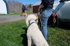 Fully Trained Dog at Cost (Board&Train) — Be Our Featured Client