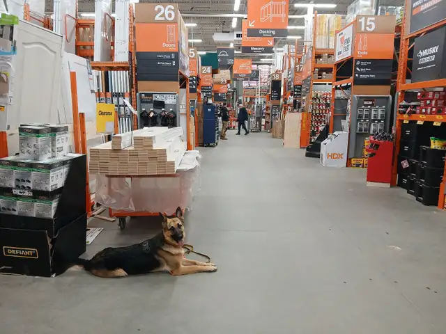Fully Trained Dog at Cost (Board&Train) — Be Our Featured Client - Photo 5