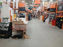 Fully Trained Dog at Cost (Board&Train) — Be Our Featured Client - Photo 5