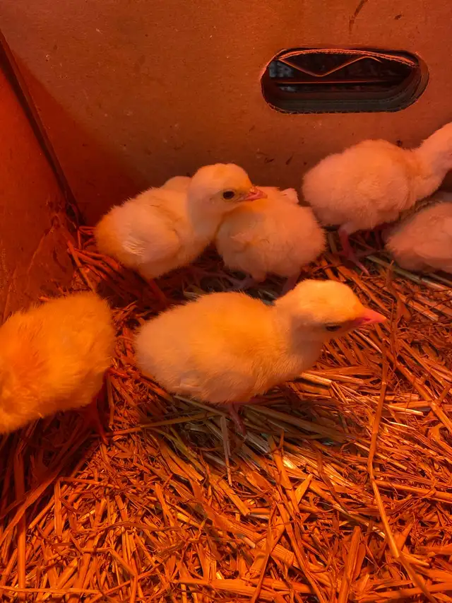 royal palm turkey poults