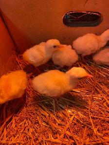 royal palm turkey poults