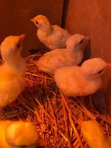 royal palm turkey poults - Photo 2