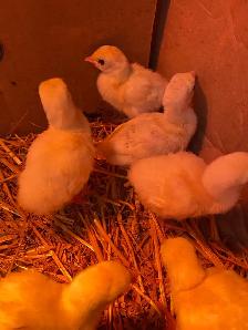 royal palm turkey poults - Photo 4