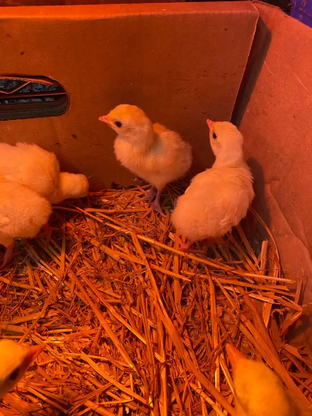 royal palm turkey poults - Photo 5