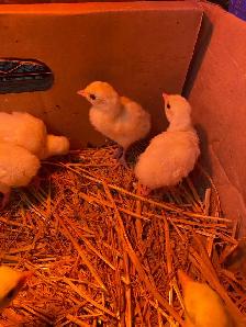 royal palm turkey poults - Photo 5