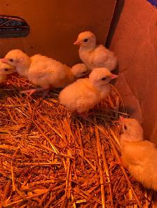 royal palm turkey poults - Photo 6