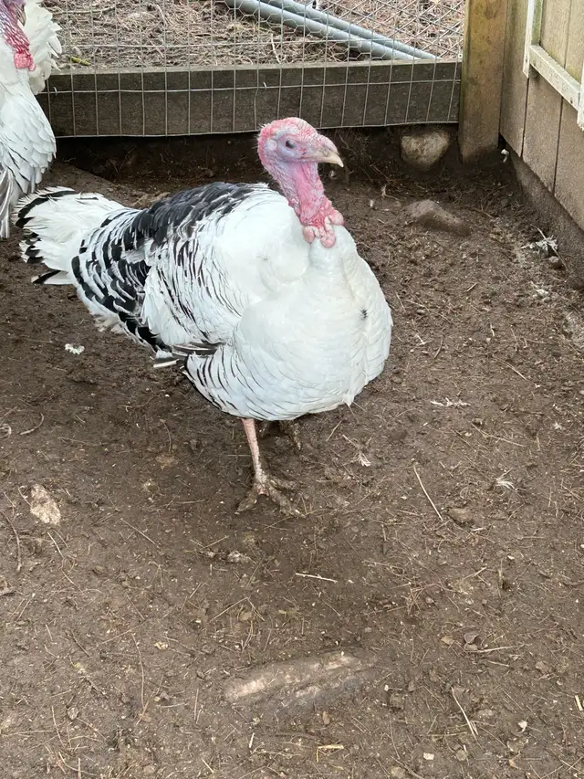royal palm turkey poults - Photo 10