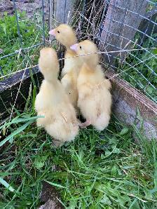 Pekin ducklings