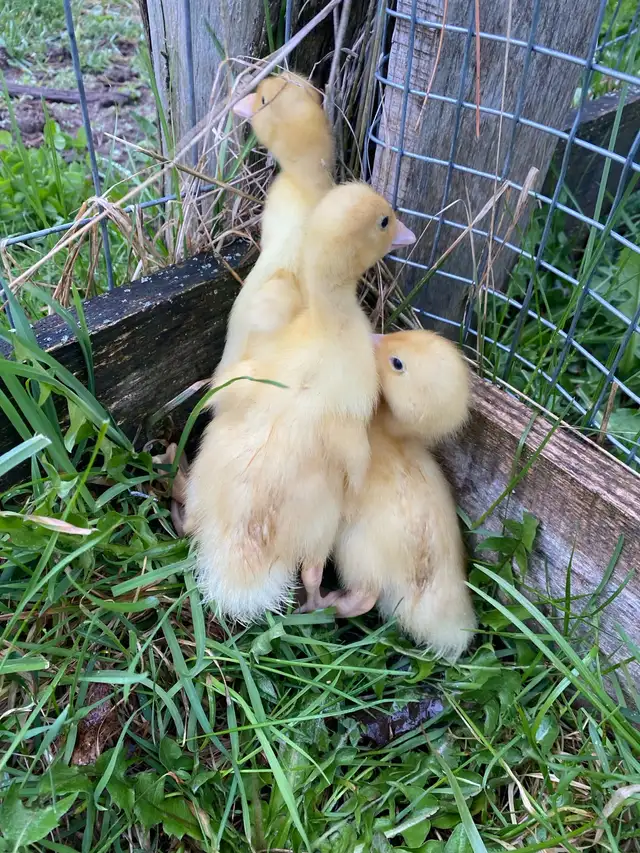 Pekin ducklings - Photo 2