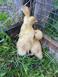 Pekin ducklings - Photo 2