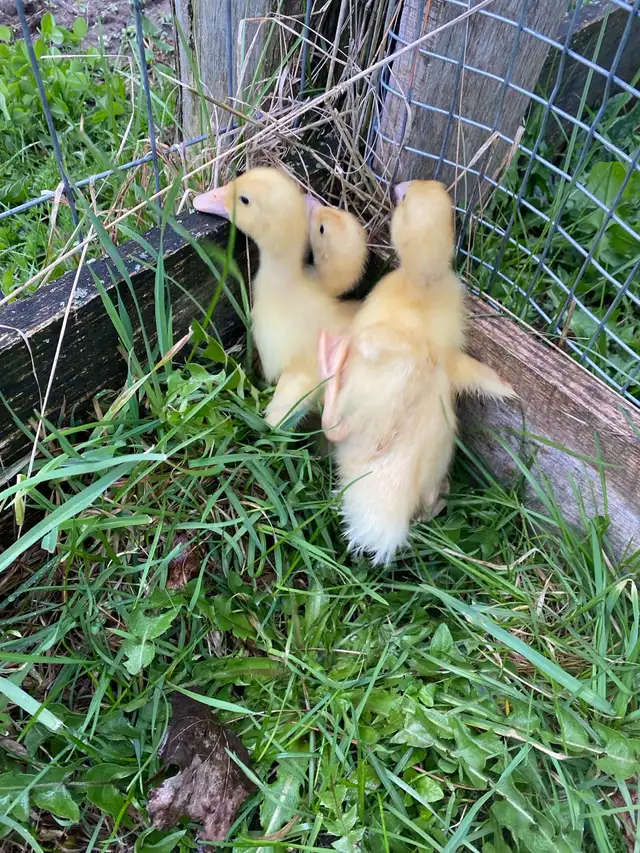 Pekin ducklings - Photo 3