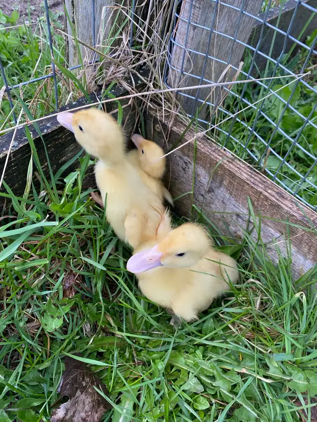 Pekin ducklings - Photo 4