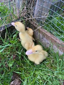 Pekin ducklings - Photo 4