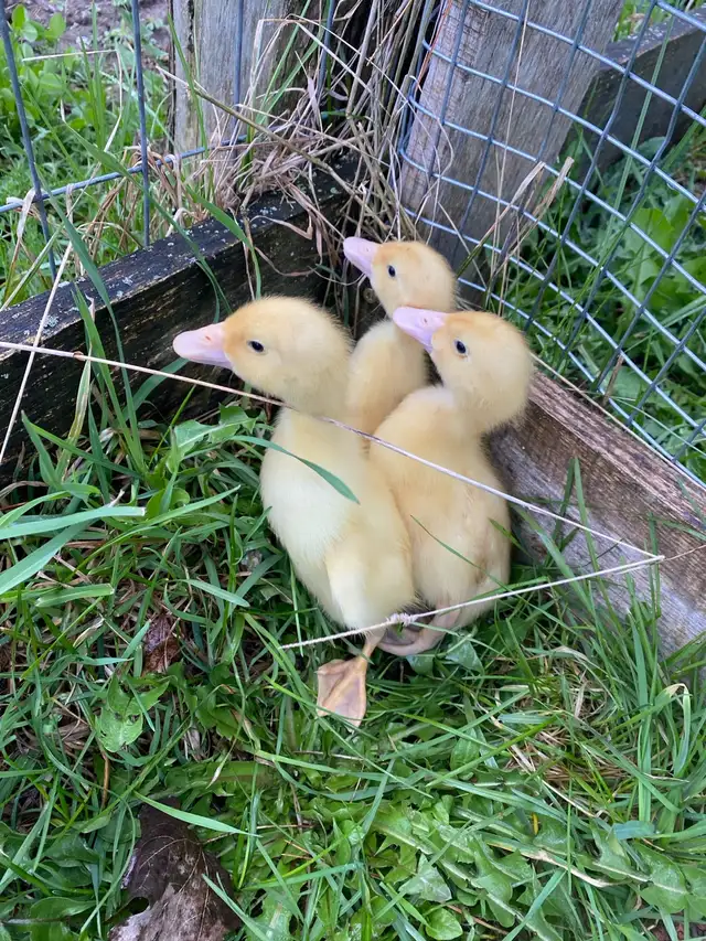 Pekin ducklings - Photo 5