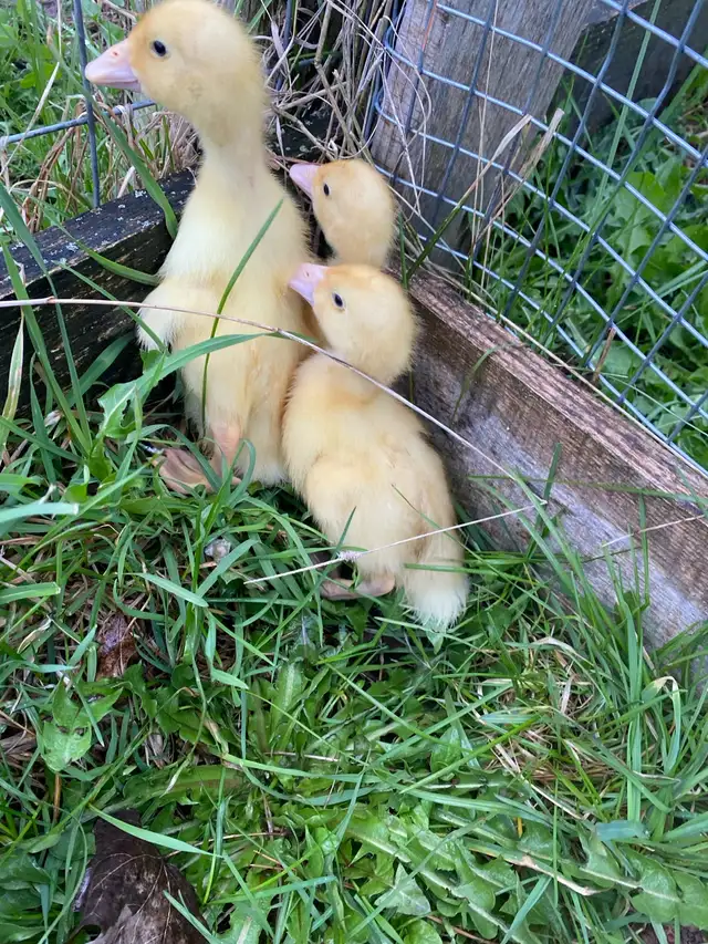 Pekin ducklings - Photo 6