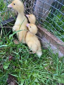 Pekin ducklings - Photo 6
