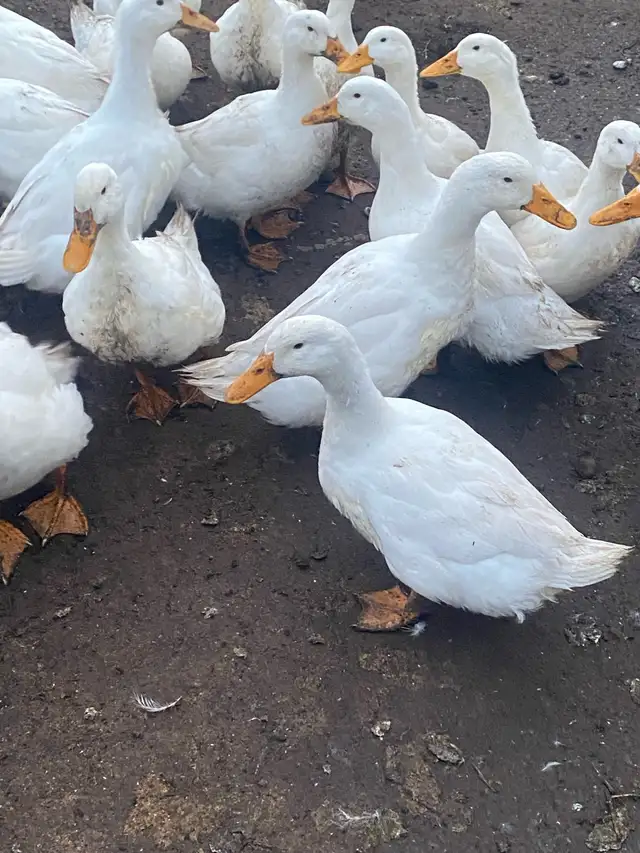 Pekin ducklings - Photo 8