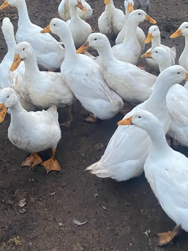 Pekin ducklings - Photo 9