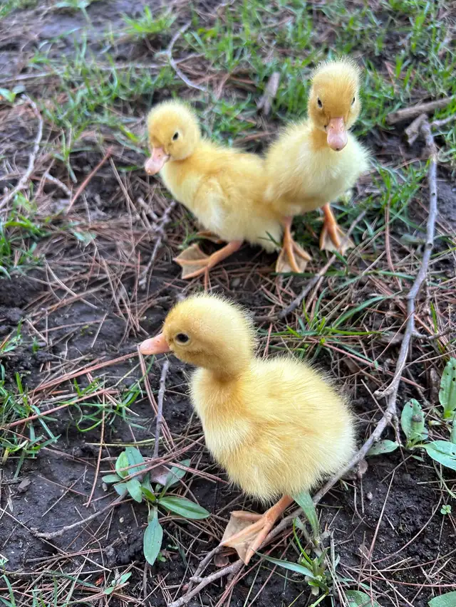 Pekin ducklings - Photo 2