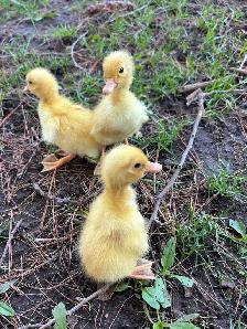 Pekin ducklings - Photo 3