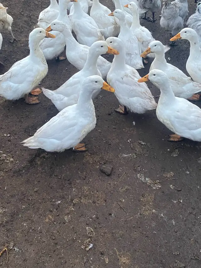 Pekin ducklings - Photo 10