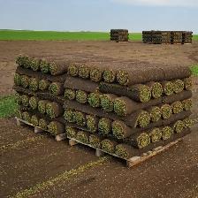 Fresh Cut Sod – $35 (9 Rolls Available)