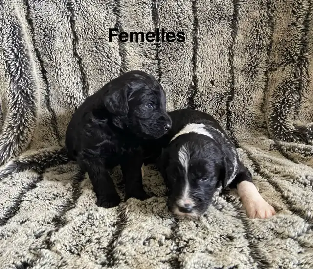 sheepadoodle , berger anglais croisé caniche royal