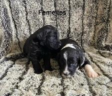 sheepadoodle , berger anglais croisé caniche royal