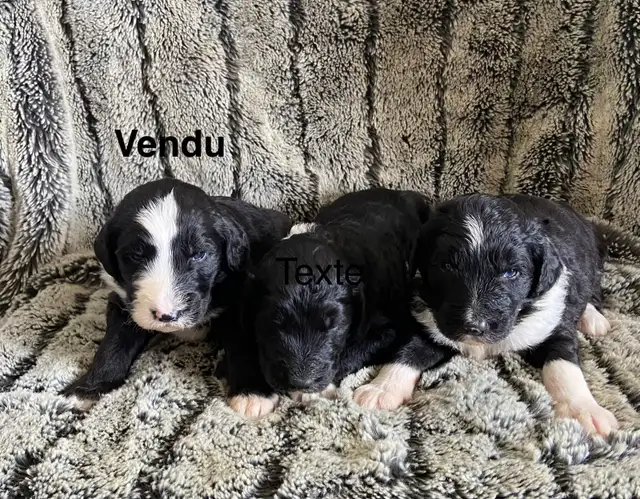 sheepadoodle , berger anglais croisé caniche royal - Photo 2