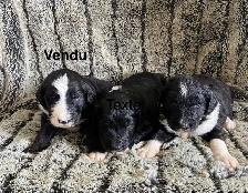 sheepadoodle , berger anglais croisé caniche royal - Photo 2