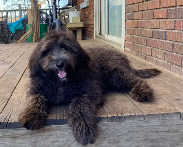 sheepadoodle , berger anglais croisé caniche royal - Photo 4