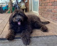 sheepadoodle , berger anglais croisé caniche royal - Photo 4