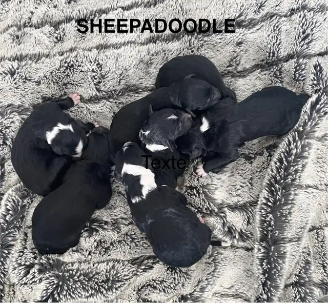 sheepadoodle , berger anglais croisé caniche royal - Photo 5