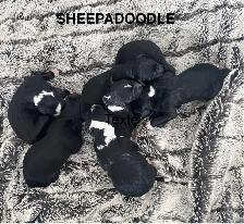 sheepadoodle , berger anglais croisé caniche royal - Photo 5