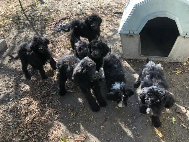 sheepadoodle , berger anglais croisé caniche royal - Photo 6