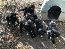 sheepadoodle , berger anglais croisé caniche royal - Photo 6
