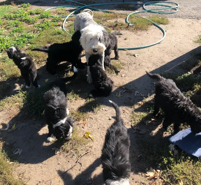 sheepadoodle , berger anglais croisé caniche royal - Photo 7