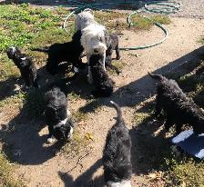 sheepadoodle , berger anglais croisé caniche royal - Photo 7