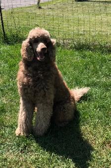 sheepadoodle , berger anglais croisé caniche royal - Photo 8