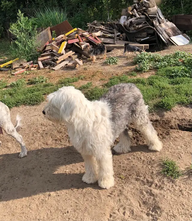 sheepadoodle , berger anglais croisé caniche royal - Photo 9